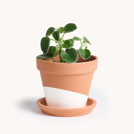 Peperomia Incana