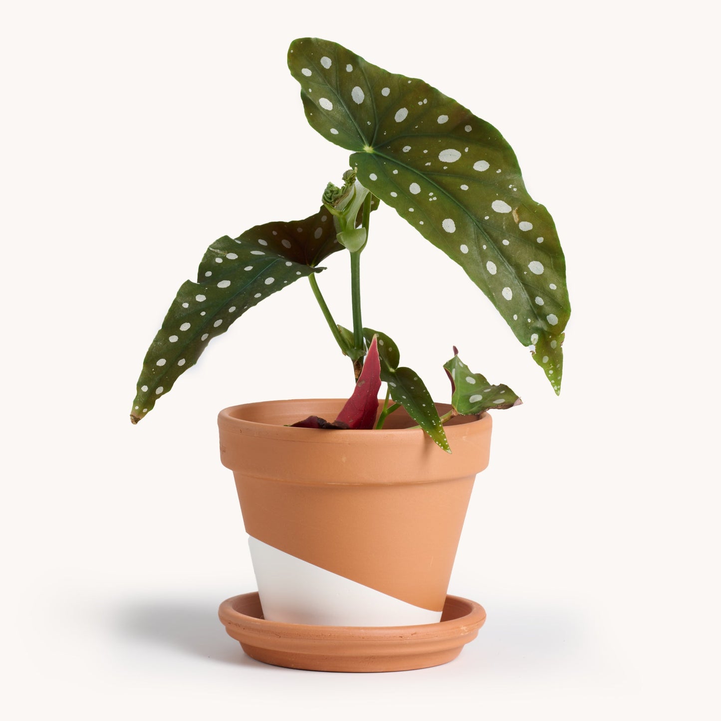 Begonia Maculata