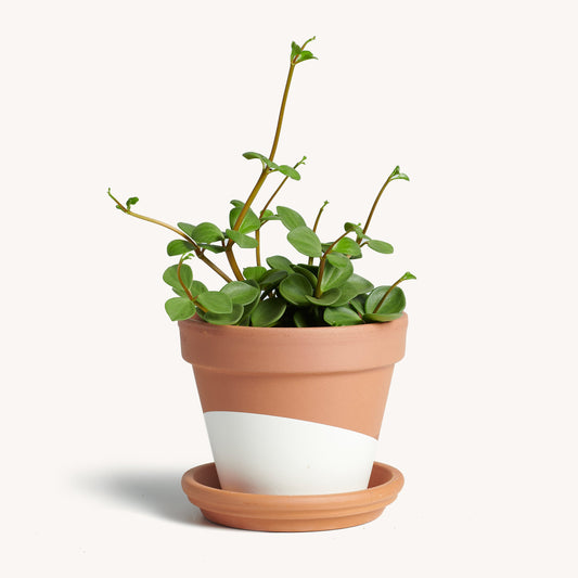 Peperomia Hope