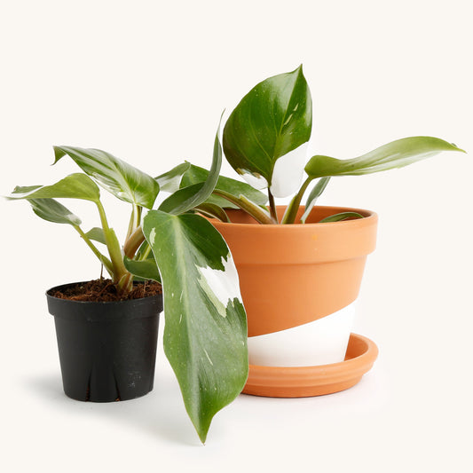 Philodendron White Princess