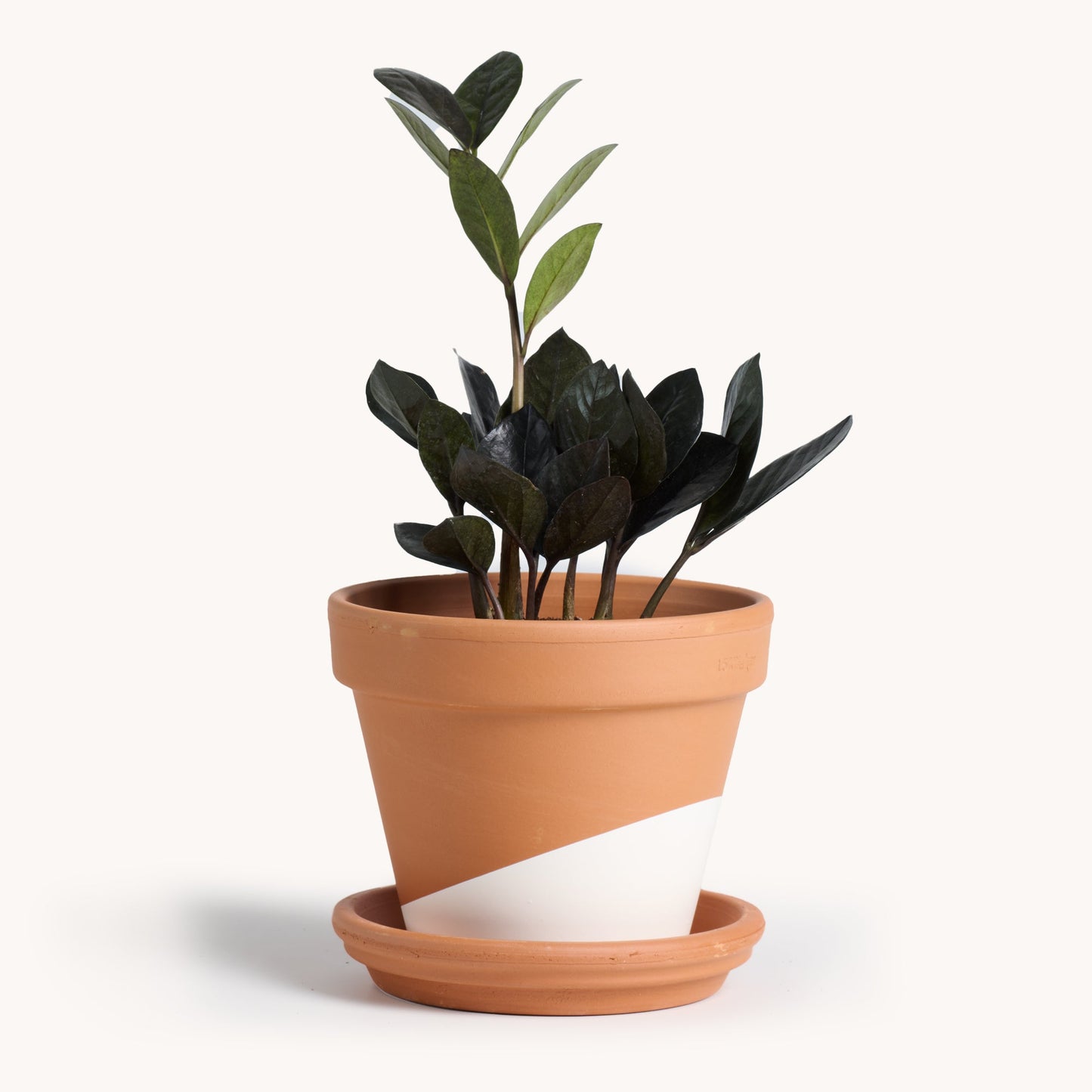 Zamioculcas zamiifolia 'Dowon' / ZZ Raven